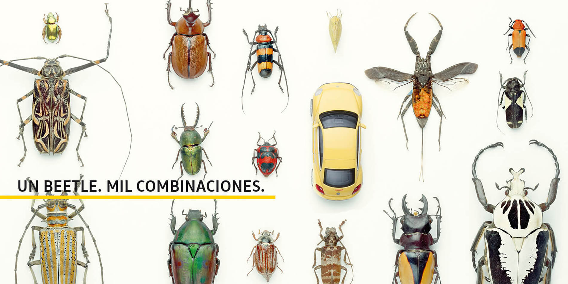 Un beetle, mil combinaciones, grafica